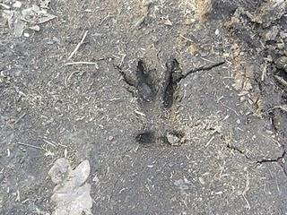 rastros en el barro rastros en el barro