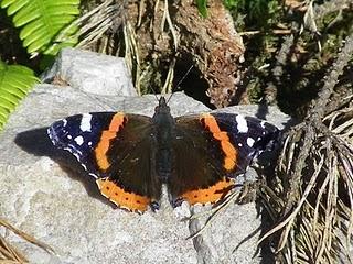 La Vanesa, una mariposa migratoria