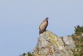 Buitre leonado Buitre leonado