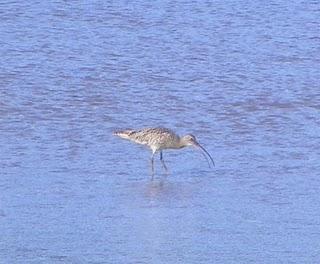 Ría de Avilés-Gozón: somormujos y limícolas. Ría de Avilés-Gozón: somormujos y limícolas.
