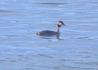 Ría de Avilés-Gozón: somormujos y limícolas. Ría de Avilés-Gozón: somormujos y limícolas.