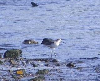 Ría de Avilés-Gozón: somormujos y limícolas. Ría de Avilés-Gozón: somormujos y limícolas.