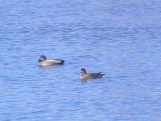 En la ría de Avilés-Gozón: patos En la ría de Avilés-Gozón: patos