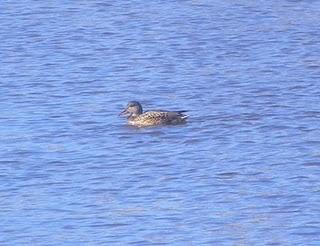 En la ría de Avilés-Gozón: patos En la ría de Avilés-Gozón: patos