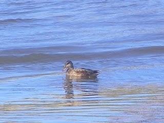 En la ría de Avilés-Gozón: patos En la ría de Avilés-Gozón: patos