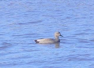En la ría de Avilés-Gozón: patos En la ría de Avilés-Gozón: patos