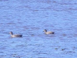 En la ría de Avilés-Gozón: patos En la ría de Avilés-Gozón: patos