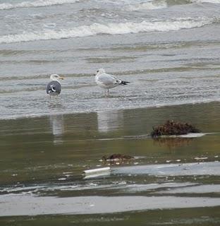 Otro batiburrillo de gaviotas Otro batiburrillo de gaviotas