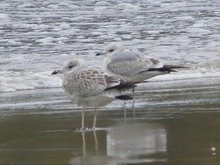 Otro batiburrillo de gaviotas Otro batiburrillo de gaviotas