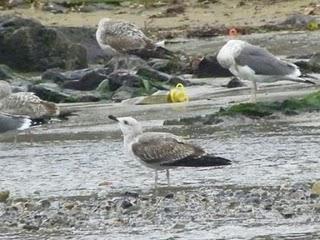 Otro batiburrillo de gaviotas Otro batiburrillo de gaviotas