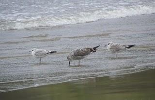 Otro batiburrillo de gaviotas Otro batiburrillo de gaviotas