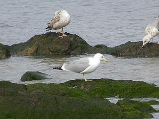 Poco pero variado en Aramar Poco pero variado en Aramar