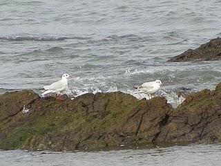 Poco pero variado en Aramar Poco pero variado en Aramar