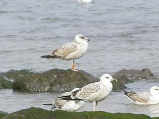 Poco pero variado en Aramar Poco pero variado en Aramar