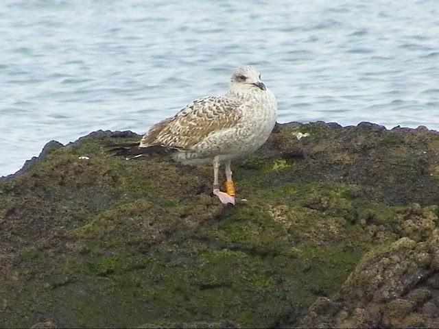 Poco pero variado en Aramar Poco pero variado en Aramar