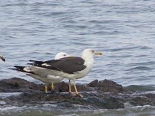 Poco pero variado en Aramar Poco pero variado en Aramar