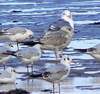 Curiosa gaviota cana