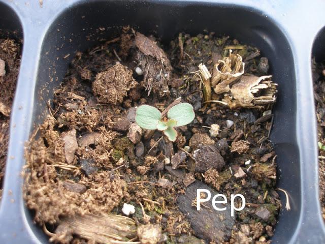 Semilleros 2010-2011 Semilleros 2010-2011