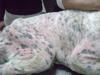 Orco, pointer desnutrido con pata rota, sarna y mucha fiebre encontrado en la calle de pueblo de Sevilla. Orco, pointer desnutrido con pata rota, sarna y mucha fiebre encontrado en la calle de pueblo de Sevilla.