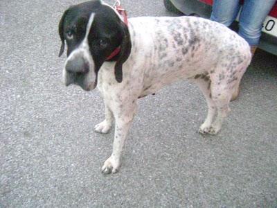Orco, pointer desnutrido con pata rota, sarna y mucha fiebre encontrado en la calle de pueblo de Sevilla. Orco, pointer desnutrido con pata rota, sarna y mucha fiebre encontrado en la calle de pueblo de Sevilla.