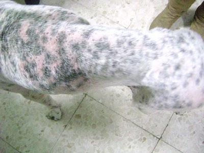 Orco, pointer desnutrido con pata rota, sarna y mucha fiebre encontrado en la calle de pueblo de Sevilla. Orco, pointer desnutrido con pata rota, sarna y mucha fiebre encontrado en la calle de pueblo de Sevilla.