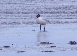 Gaviotas cabecinegras...ya casi. Gaviotas cabecinegras...ya casi.