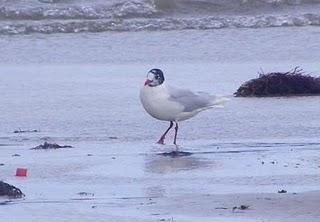 Gaviotas cabecinegras...ya casi. Gaviotas cabecinegras...ya casi.
