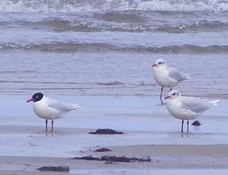 Gaviotas cabecinegras...ya casi. Gaviotas cabecinegras...ya casi.