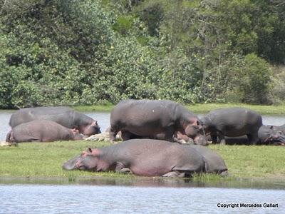 SUDAFRICA: EL PARQUE DEL HUMEDAL DE SANTA LUCÍA