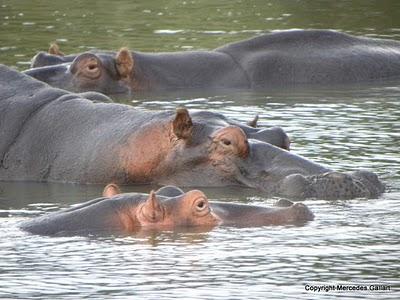 SUDAFRICA: EL PARQUE DEL HUMEDAL DE SANTA LUCÍA