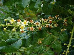 Incienso alivia gripe,bronquitis y asma Incienso alivia gripe,bronquitis y asma