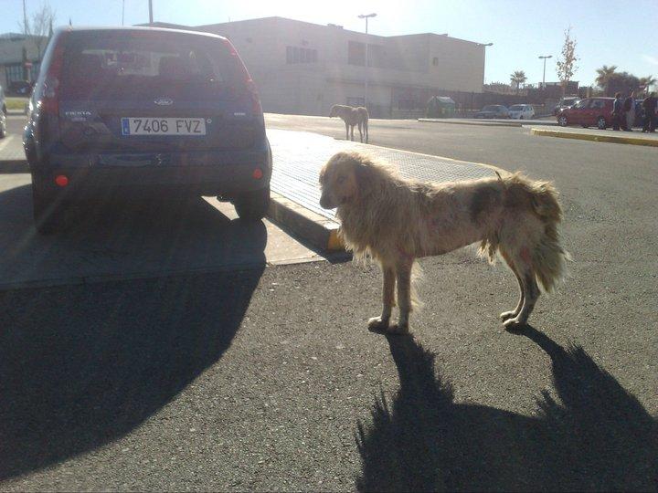 Dos perritos esqueléticos , posiblemente con sarna en muy mal estado en Sevilla.URGENTE !!! Dos perritos esqueléticos , posiblemente con sarna en muy mal estado en Sevilla.URGENTE !!!