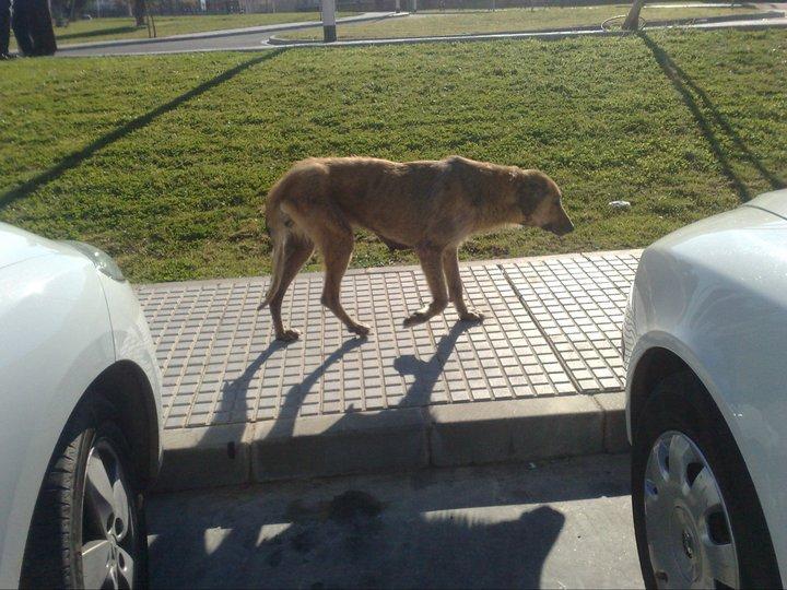 Dos perritos esqueléticos , posiblemente con sarna en muy mal estado en Sevilla.URGENTE !!! Dos perritos esqueléticos , posiblemente con sarna en muy mal estado en Sevilla.URGENTE !!!