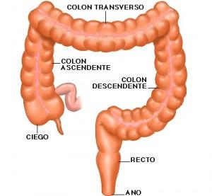 Intestino grueso Forma original y sana de nuestro intestino.