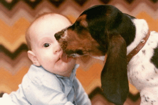 La llegada de un bebé a casa, si hay un perro La llegada de un bebé a casa, si hay un perro