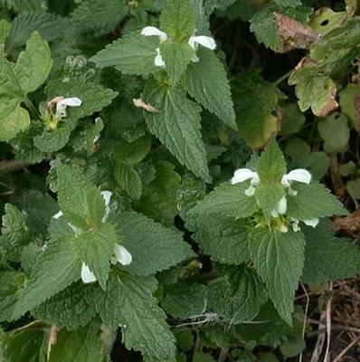 Lamió blanco - Lamium álbumj Lamió blanco - Lamium álbumj