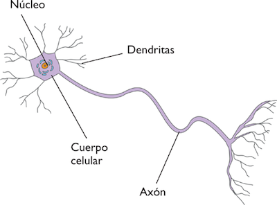 neurona1 neurona1