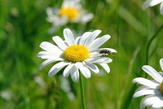 Astenia primaveral (again) Astenia primaveral (again)