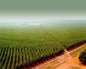 Huelva y sus eucaliptos Huelva y sus eucaliptos