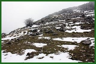 Erophila verna: la más pequeña y temprana de la primavera Erophila verna: la más pequeña y temprana de la primavera
