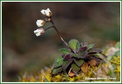 Erophila verna: la más pequeña y temprana de la primavera Erophila verna: la más pequeña y temprana de la primavera