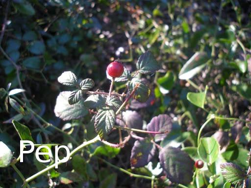 Rosa sempervirens en su hábitat Rosa sempervirens en su hábitat