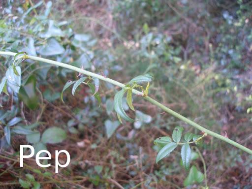 Rosa sempervirens en su hábitat Rosa sempervirens en su hábitat