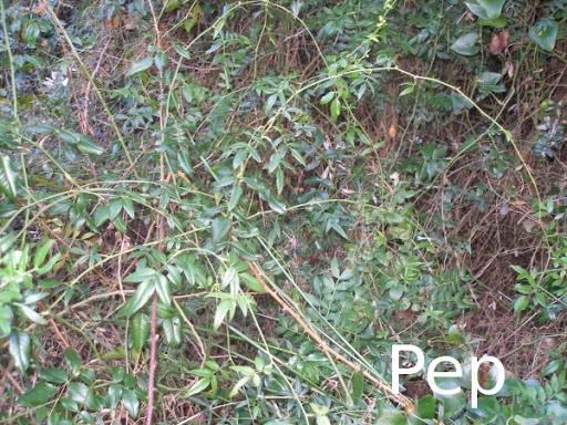 Rosa sempervirens en su hábitat Rosa sempervirens en su hábitat