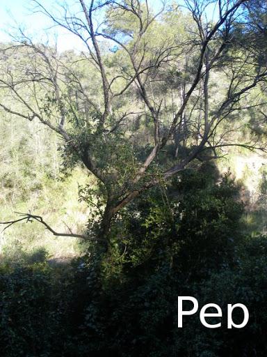 Rosa sempervirens en su hábitat Rosa sempervirens en su hábitat