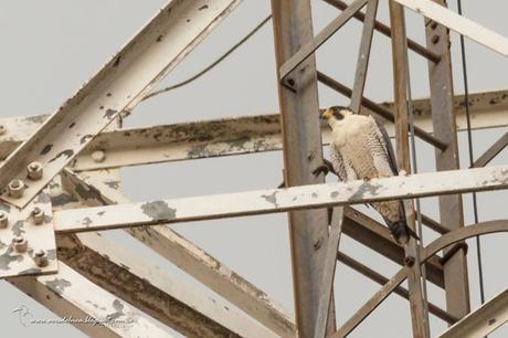 Halcón peregrino (Peregrine Falcon) Falco peregrinus Halcón peregrino (Peregrine Falcon) Falco peregrinus