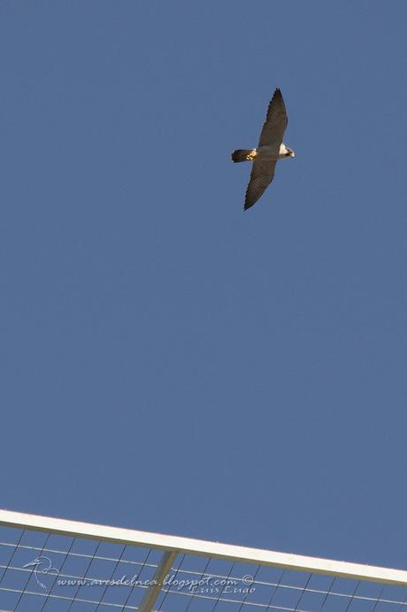 Halcón peregrino (Peregrine Falcon) Falco peregrinus Halcón peregrino (Peregrine Falcon) Falco peregrinus