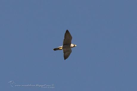 Halcón peregrino (Peregrine Falcon) Falco peregrinus Halcón peregrino (Peregrine Falcon) Falco peregrinus