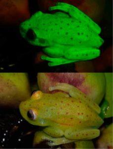 La rana fluorescente Foto tomada de Taboada et al., 2017.