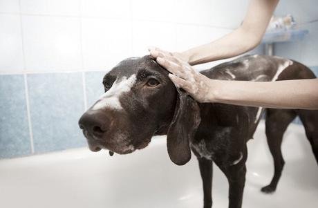 ¿Con qué frecuencia debe lavar su perro? ¿Con qué frecuencia debe lavar su perro?